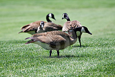  Association » Blog Archive » Canadian Geese Nesting Coming Soon